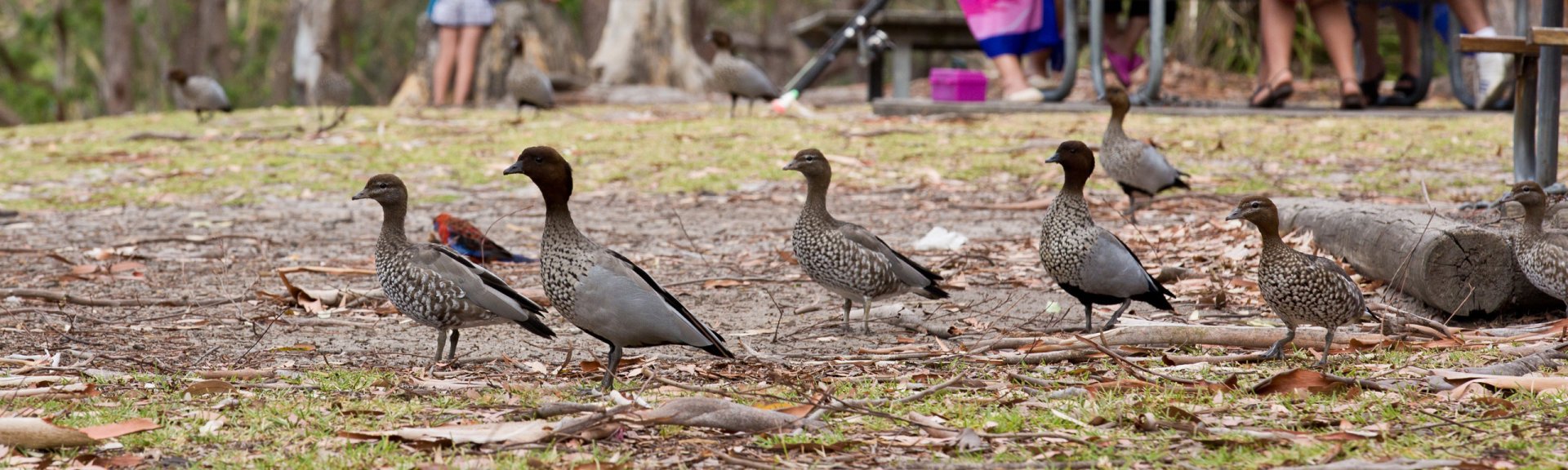 Ducks at Green Patch campground.