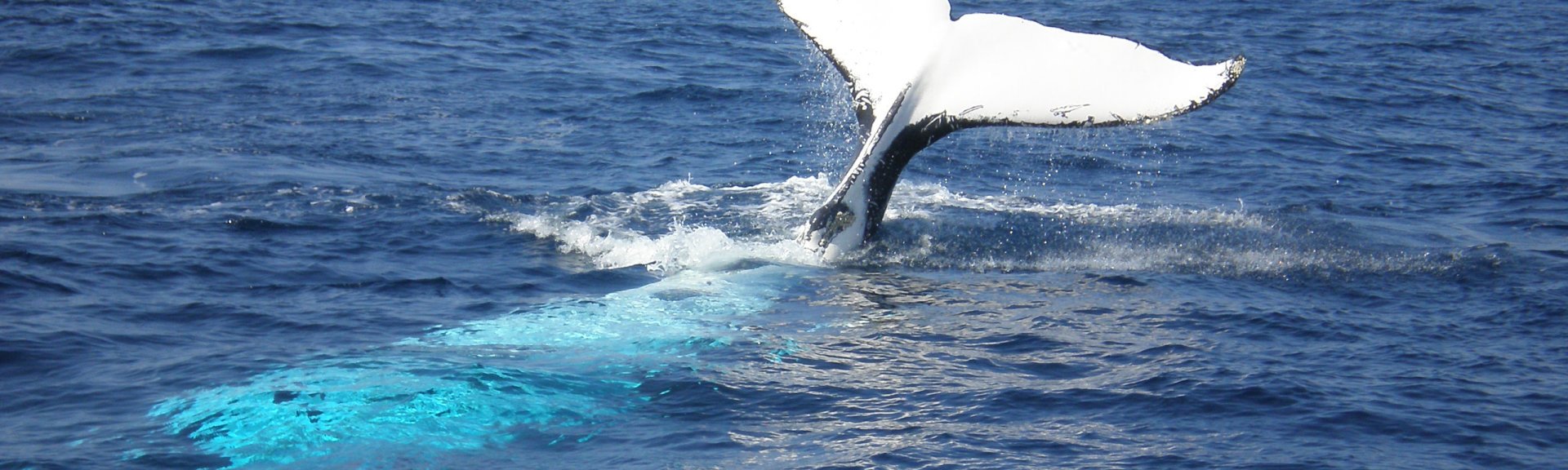Enjoy seasonal whale watching. Picture: Matt Cross