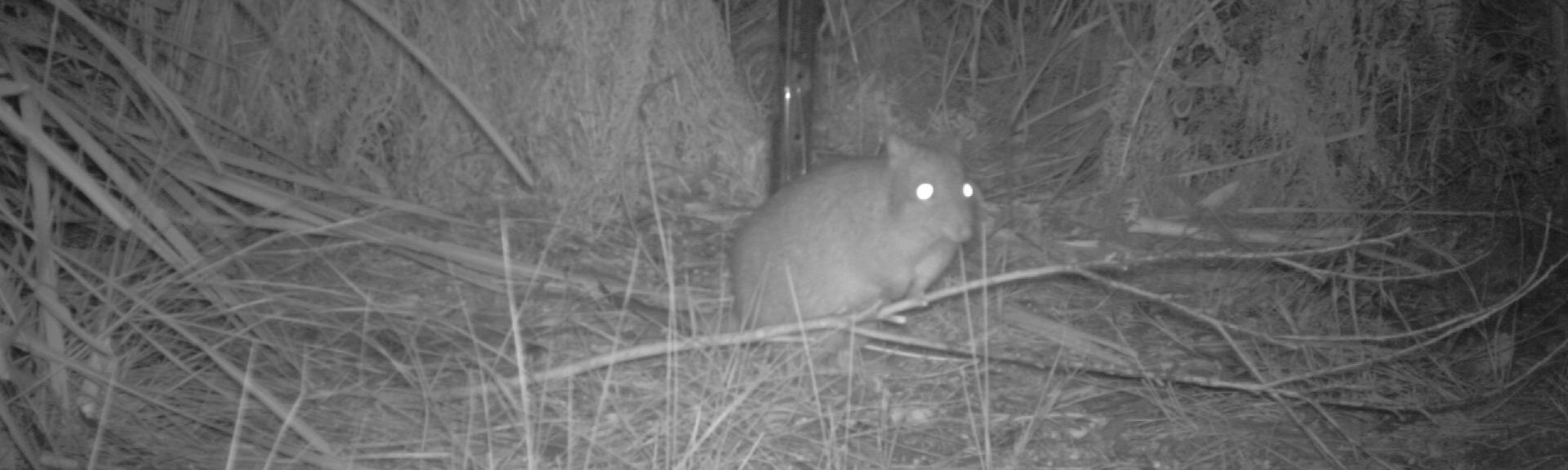 Camera trap photo of “Notchy” the Long-nosed potoroo in Feb 2020