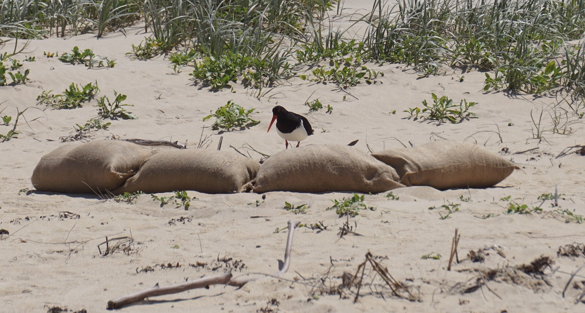 Pied oystercatcher stands on a beach on a nest surrounded by sandbags