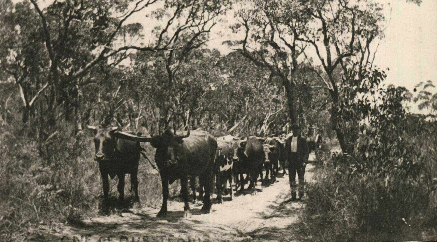 Droving Bullock in times past, Booderee National Park