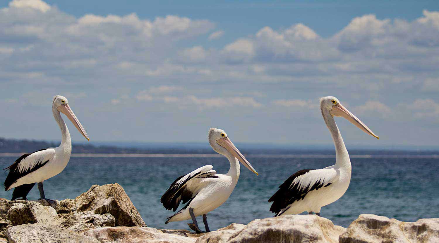 Pelicans at Booderee