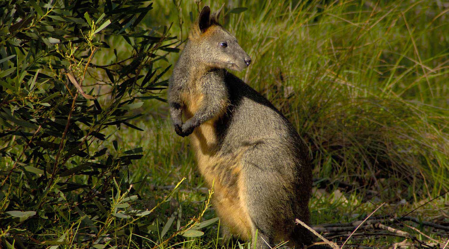 A timid swamp wallaby, Booderee National Park