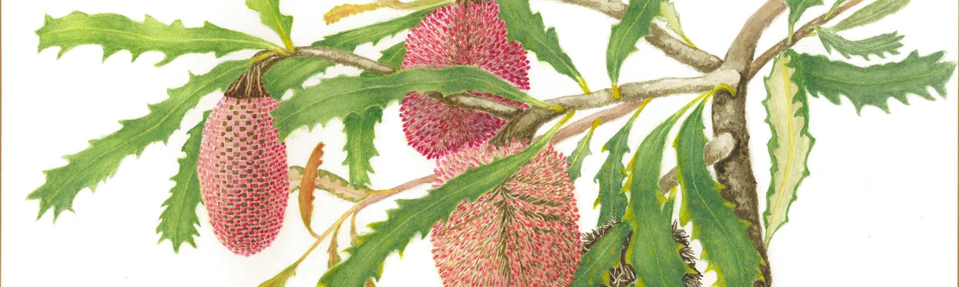 Banksia caleyi