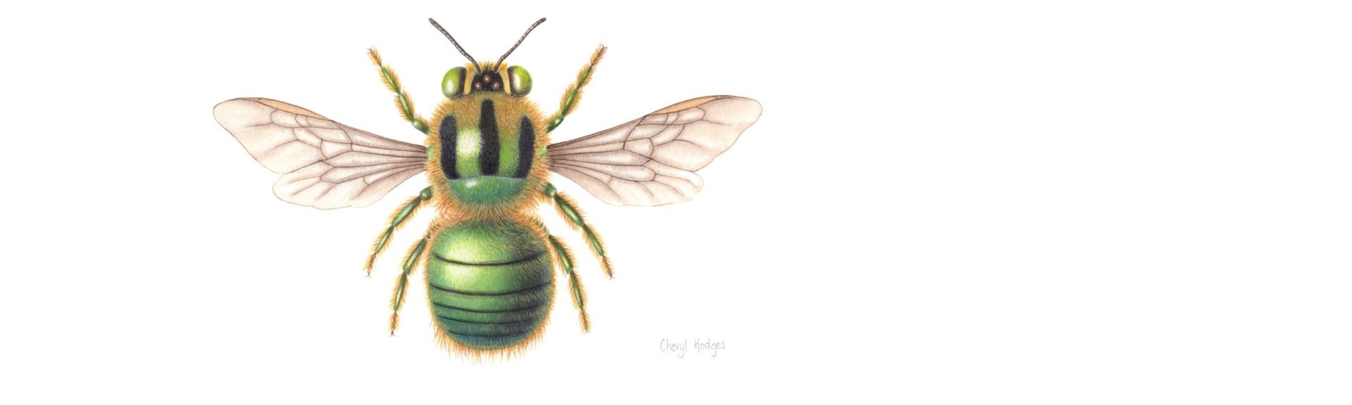 Green Carpenter Bee