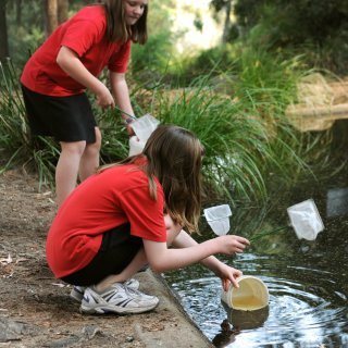 Pond-dipping: habitats and lifecycles (Years 3–6)