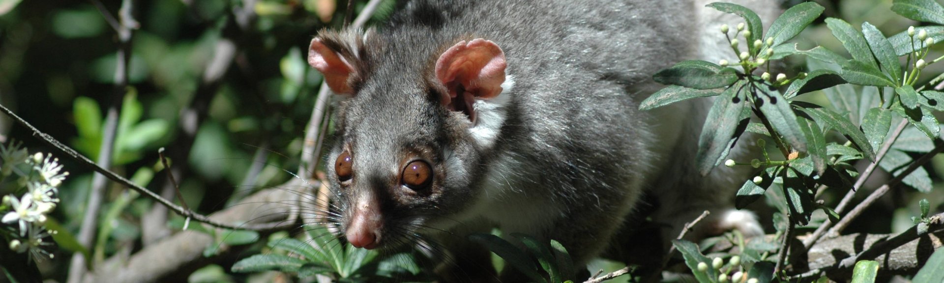 Ringtail possum (Pseudocheirus peregrinus)