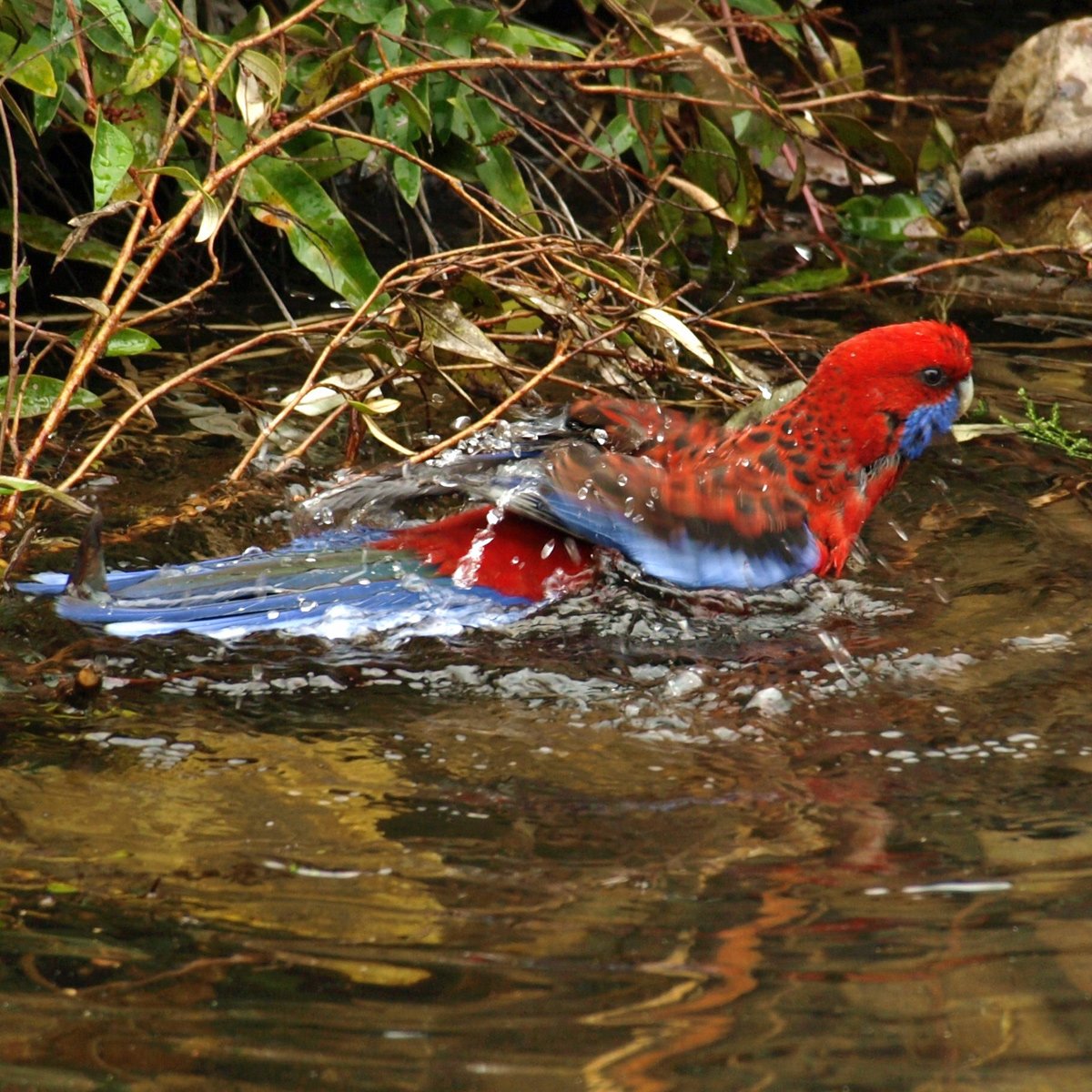 About us | Australian National Botanic Gardens