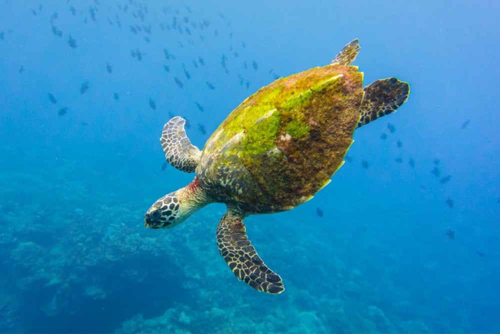 Hawksbill turtle swimming over a reef