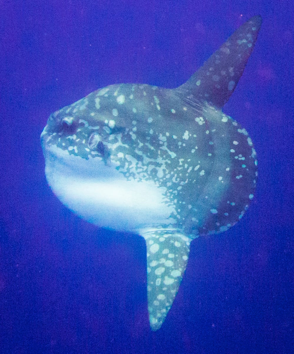 Mola mola swimming in ocean