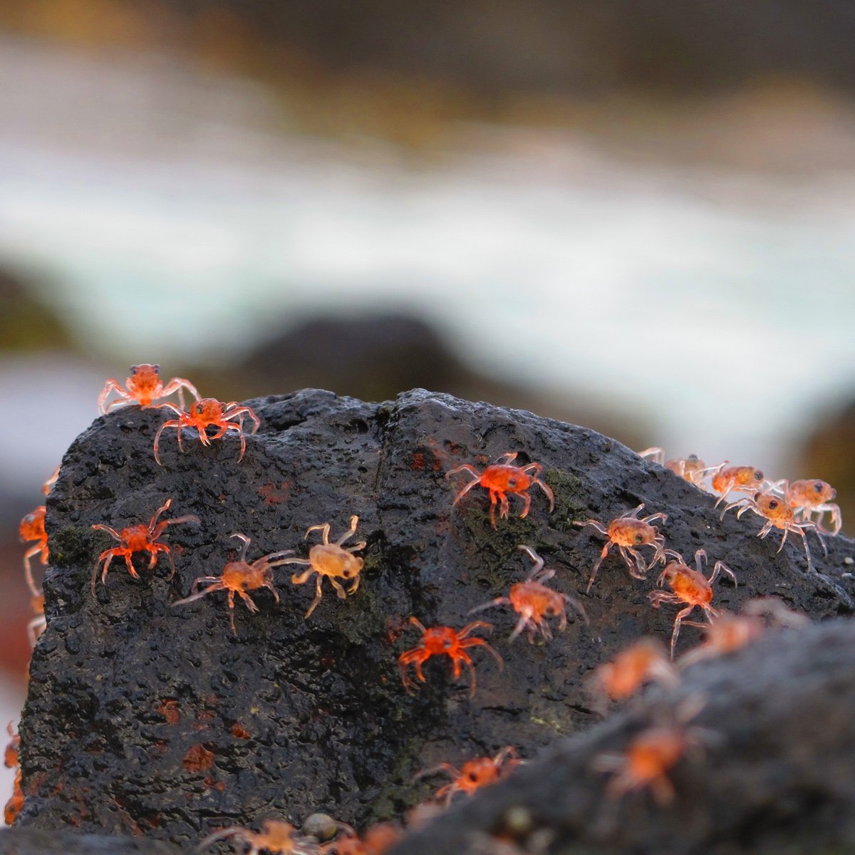 Behind-the-scenes support for red crab migration | Christmas Island