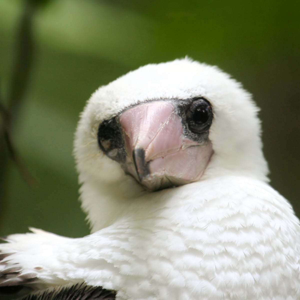 Abbott's booby | Christmas Island National Park