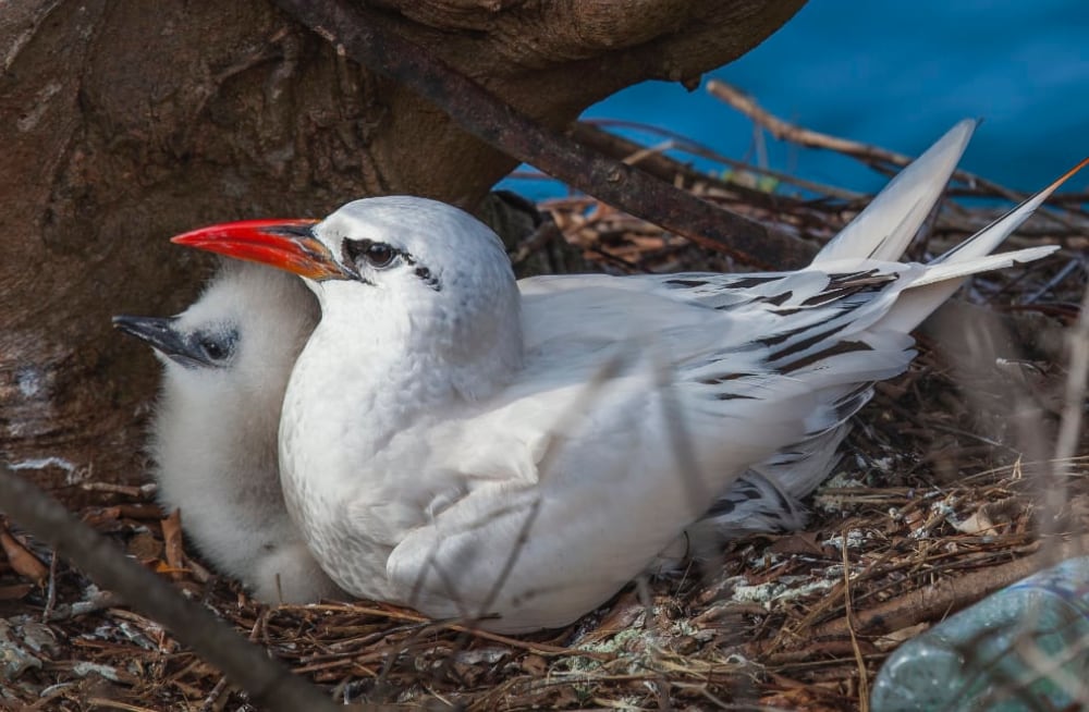 Red-tailed tropicbird with chick. Photo: Wondrous World Images