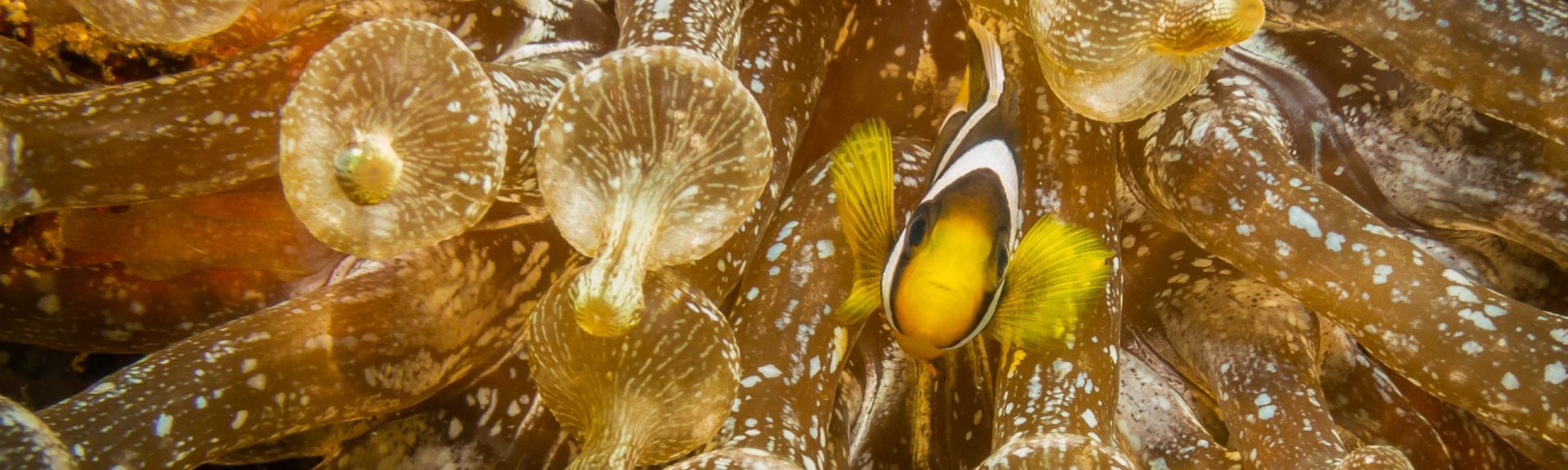 Clownfish in an anemone. Photo: [Wondrous World Images](https://www.wondrousworldimages.com.au)