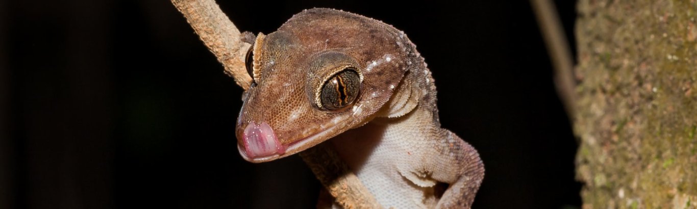 Giant gecko. Photo: [Wondrous World Images](https://www.wondrousworldimages.com.au)
