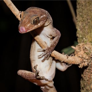 Giant gecko. Photo: Wondrous World Images
