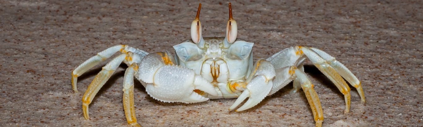 Horn-eyed ghost crab. Photo: [Wondrous World Images](https://www.wondrousworldimages.com.au)