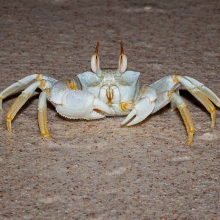 Horn-eyed ghost crab. Photo: Wondrous World Images