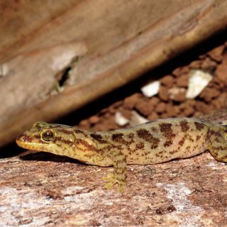 Lister's gecko. Photo: Parks Australia
