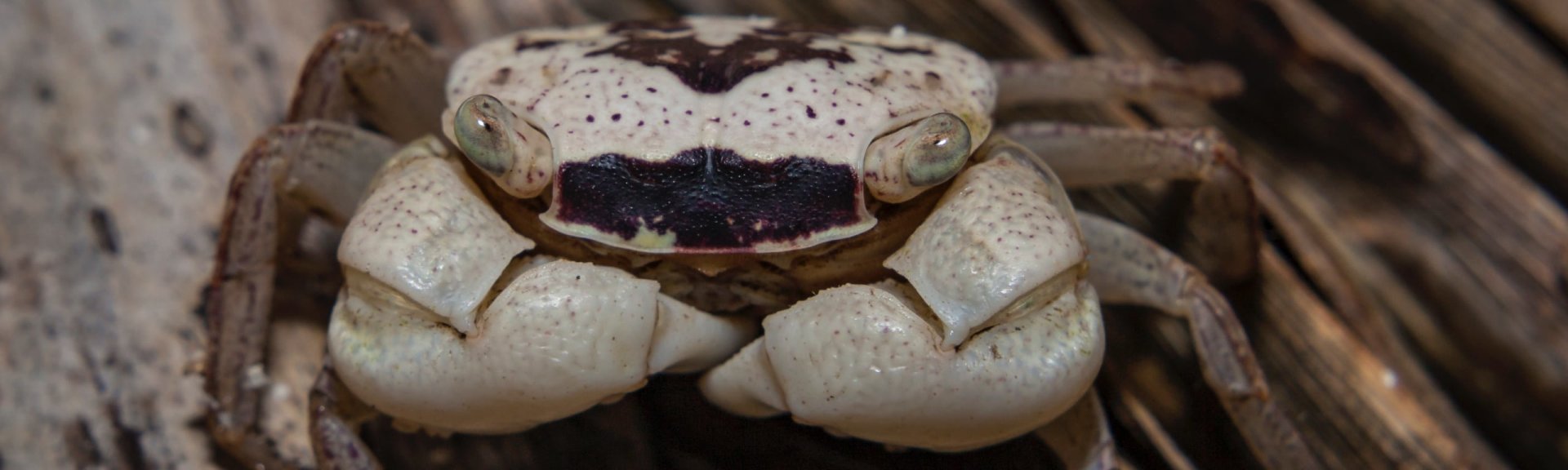Mottled crab. Photo: [Wondrous World Images](https://www.wondrousworldimages.com.au)