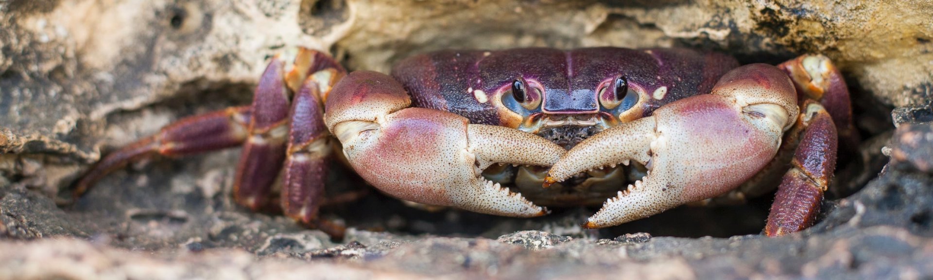 Purple crab. Photo: [Wondrous World Images](https://www.wondrousworldimages.com.au)
