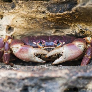 Purple crab. Photo: Wondrous World Images