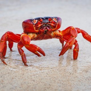 Red crab. Photo: Wondrous World Images