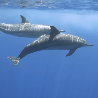 Spinner dolphins. Photo: Glen Cowans / Christmas Island Tourism Association