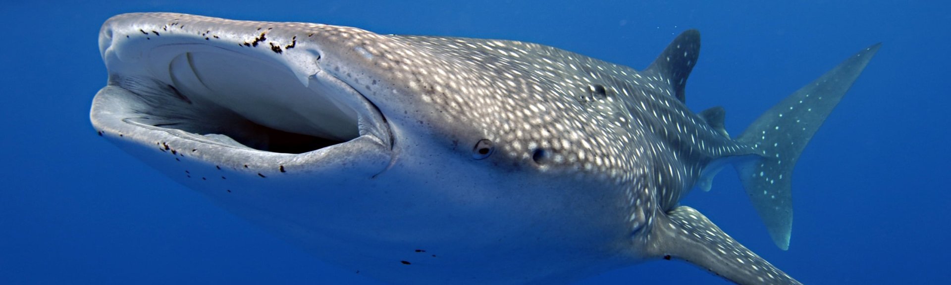 Whale shark feeding. Photo: Rob Hughe / Christmas Island Tourism Association