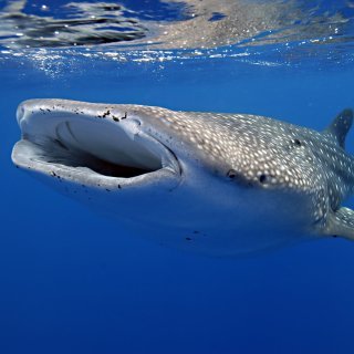 Whale shark feeding. Photo: Rob Hughe / Christmas Island Tourism Association
