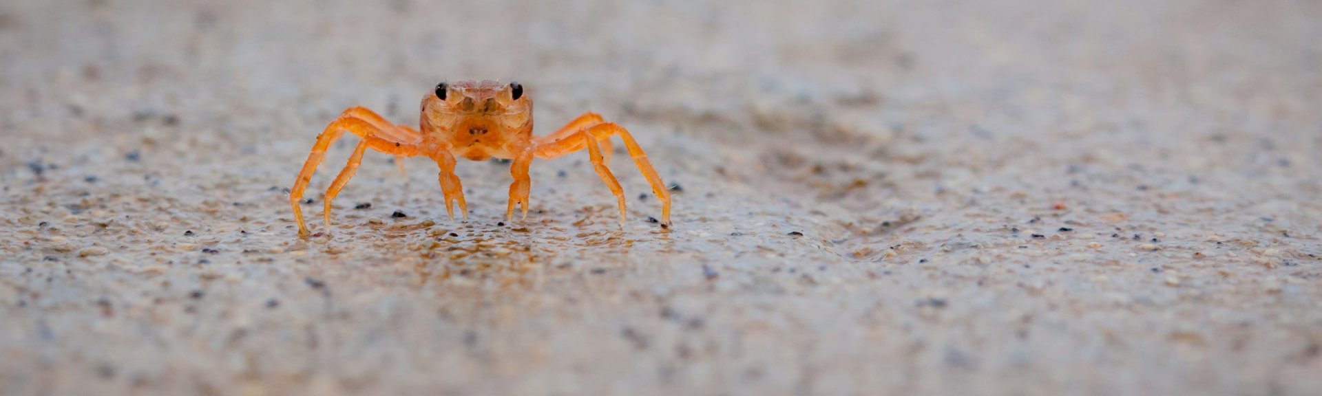 Baby red crab. Photo: [Wondrous World Images](https://www.wondrousworldimages.com.au)