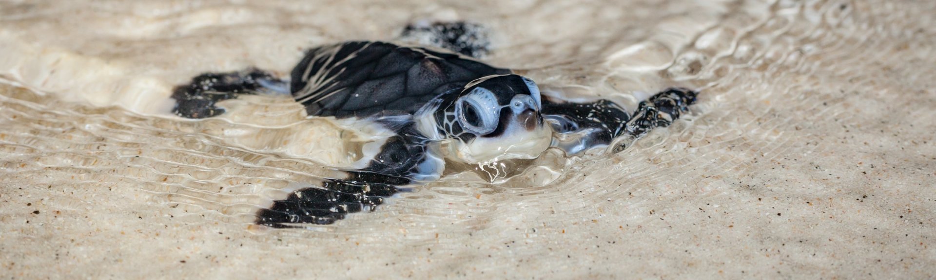 Newly hatched baby turtle. Photo: [Wondrous World Images](https://www.wondrousworldimages.com.au)