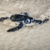 Baby turtle, credit wondrous world images.