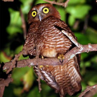 Christmas Island hawk-owl. Photo: Christmas Island Tourism Association