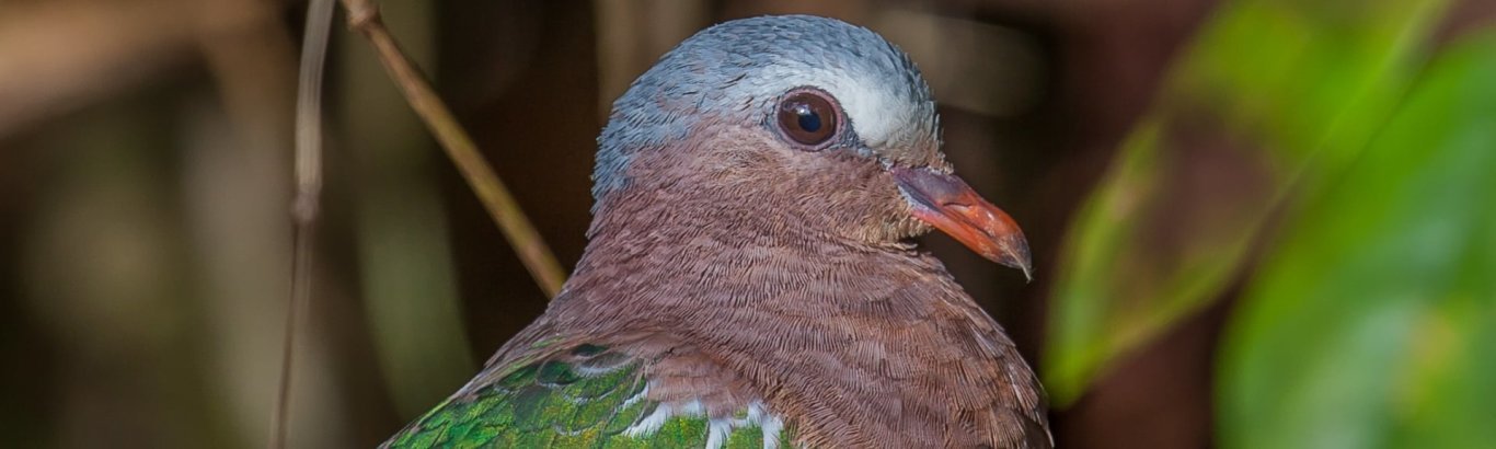 Emerald dove. Photo: [Wondrous World Images](https://www.wondrousworldimages.com.au)