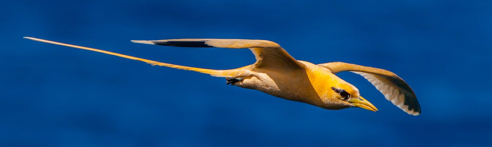Golden bosun (white-tailed tropicbird). Photo: [Wondrous World Images](https://www.wondrousworldimages.com.au)