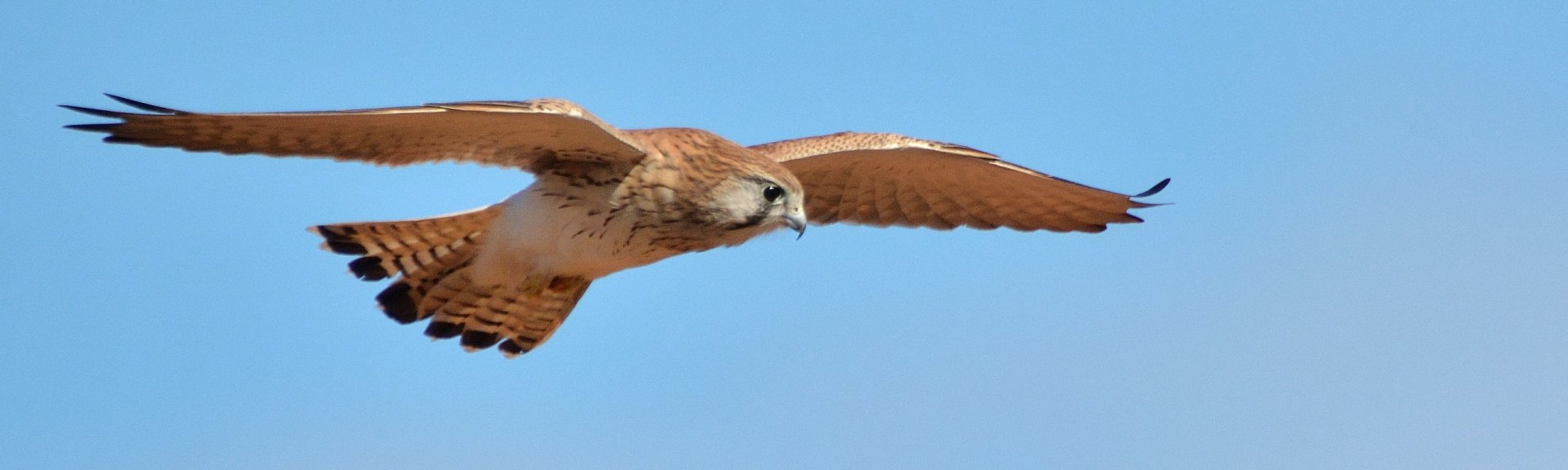 Nankeen kestrel. [Photo](https://flic.kr/p/nwBXPp): [Laurie Boyle](https://www.flickr.com/photos/92384235@N02/) / [CC BY-SA 2.0](https://creativecommons.org/licenses/by-sa/2.0/)