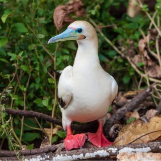Red-footed booby. Photo: Wondrous World Images
