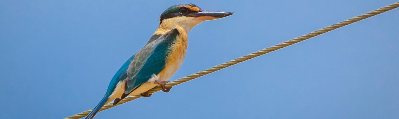 Sacred Kingfisher. Photo: [Wondrous World Images](https://www.wondrousworldimages.com.au)