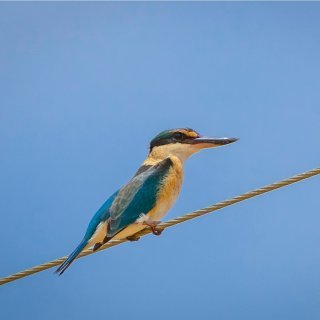 Sacred Kingfisher. Photo: Wondrous World Images