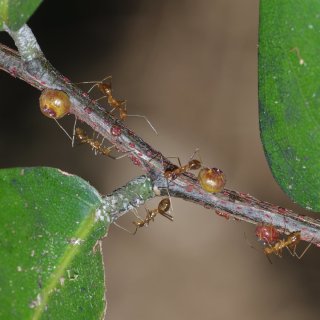 Yellow crazy ant biocontrol