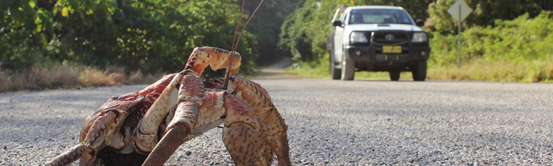 Watch out for robber crabs when driving