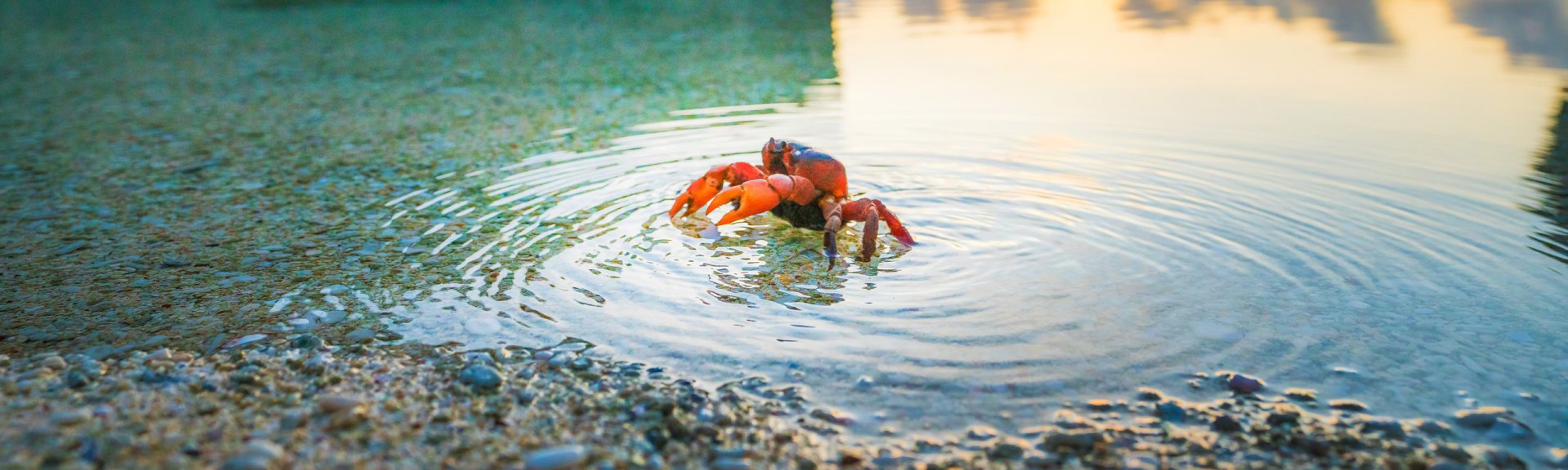 Migrating red crab