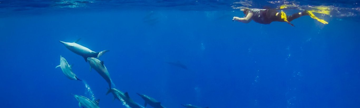 Snorkelling with dolphins. Photo: [Wondrous World Images](https://www.wondrousworldimages.com.au)