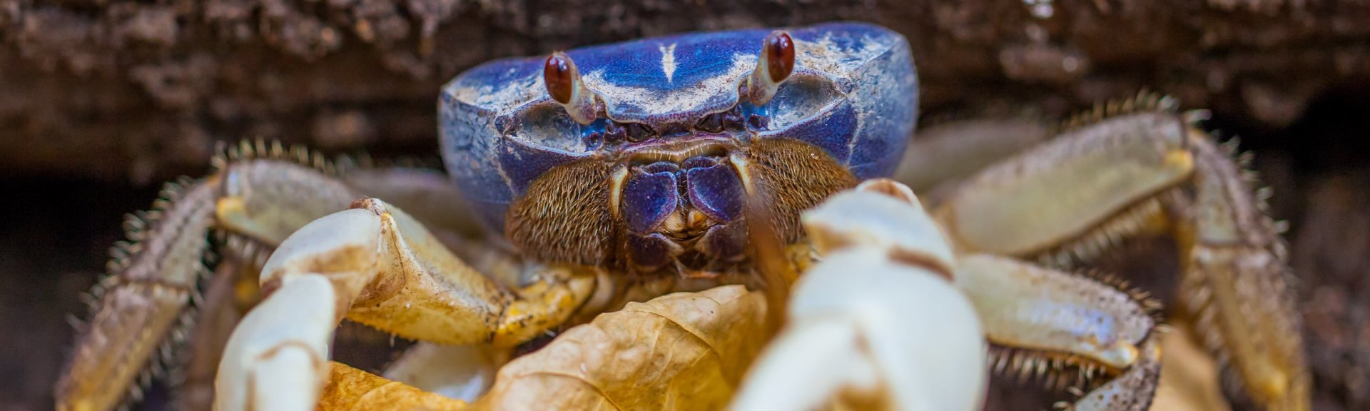 Blue crab. Photo: [Wondrous World Images](https://www.wondrousworldimages.com.au)
