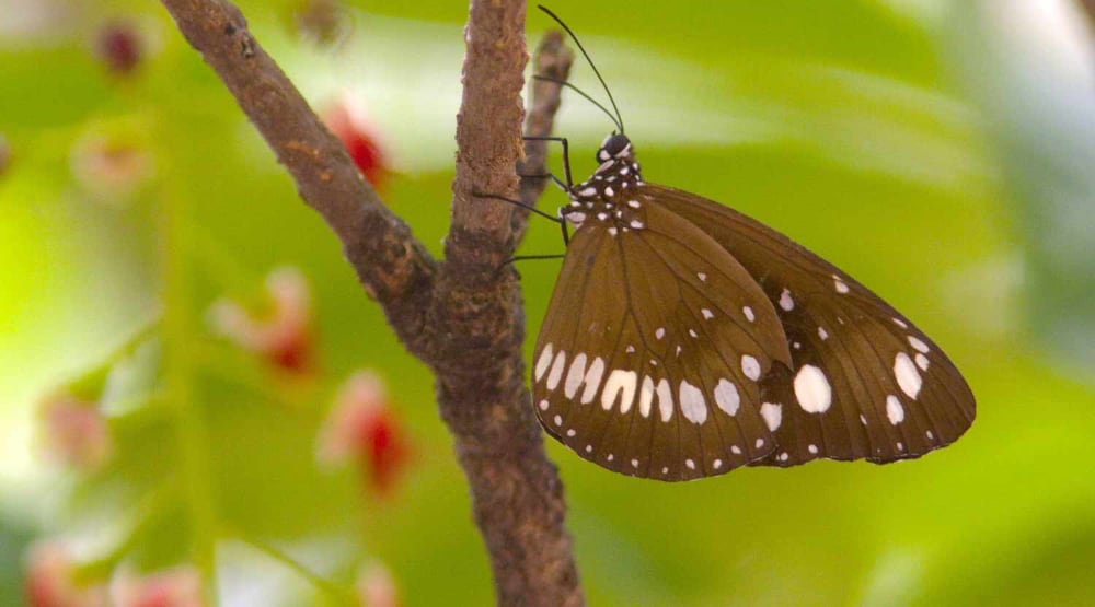 Butterfly, Christmas Island National Park