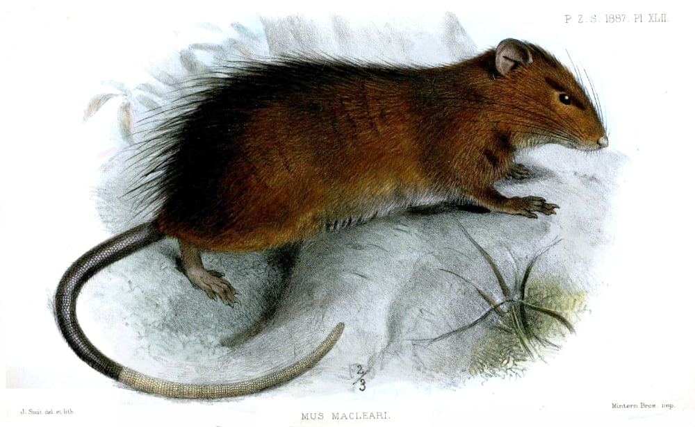 Maclear's rat, one of the first species to die out on Christmas Island after human settlement. Lithograph: Joseph Smit
