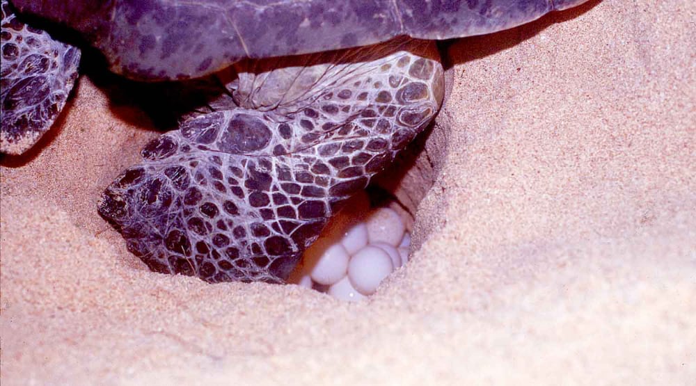 Turtle eggs, Christmas Island National Park