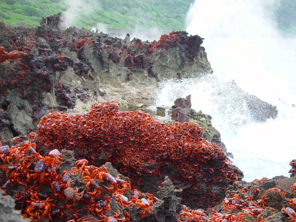 Red crabs on rocks at the Blowholes