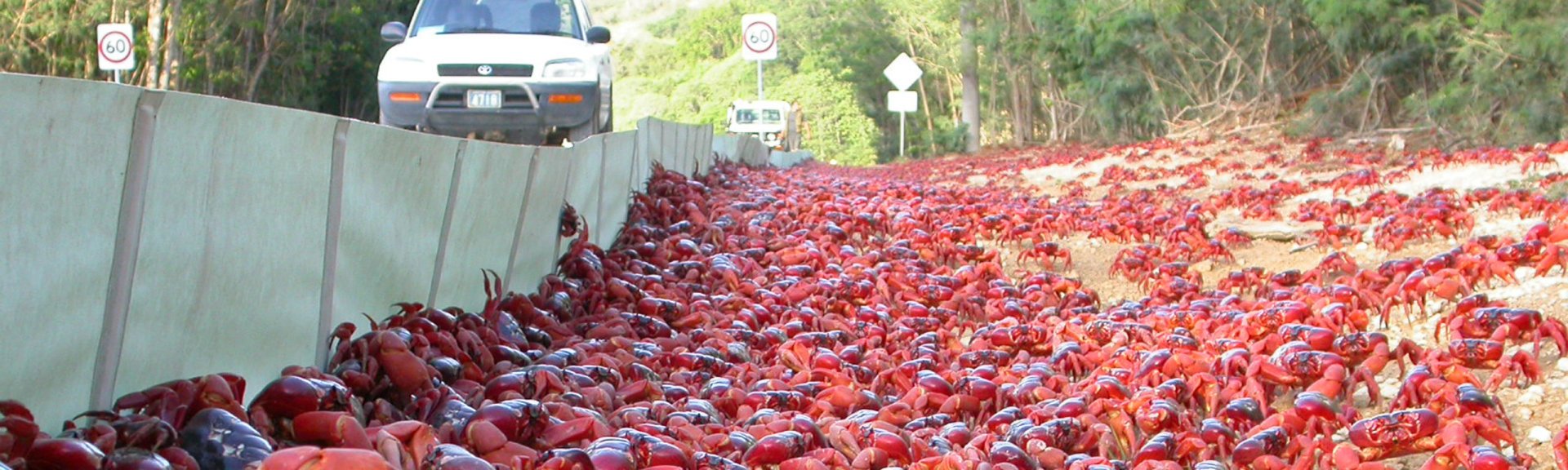 Red crab migration on Christmas Island